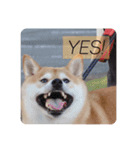 柴犬のりゅう（個別スタンプ：1）