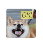 柴犬のりゅう（個別スタンプ：2）