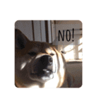柴犬のりゅう（個別スタンプ：3）