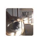 柴犬のりゅう（個別スタンプ：4）