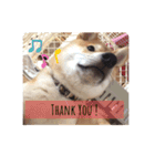 柴犬のりゅう（個別スタンプ：5）