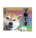 柴犬のりゅう（個別スタンプ：7）