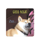 柴犬のりゅう（個別スタンプ：8）