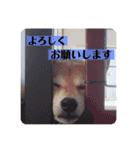 柴犬のりゅう（個別スタンプ：9）