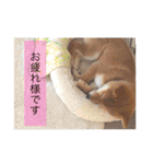 柴犬のりゅう（個別スタンプ：10）