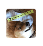 柴犬のりゅう（個別スタンプ：11）