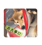 柴犬のりゅう（個別スタンプ：12）