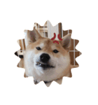 柴犬のりゅう（個別スタンプ：14）