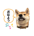 柴犬のりゅう（個別スタンプ：15）