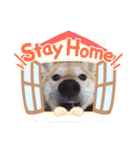 柴犬のりゅう（個別スタンプ：16）
