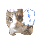 チャチャスタ☆（個別スタンプ：3）