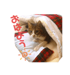 チャチャスタ☆（個別スタンプ：5）