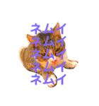 チャチャスタ☆（個別スタンプ：7）