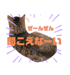 チャチャスタ☆（個別スタンプ：10）