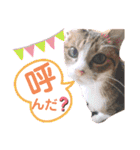 チャチャスタ☆（個別スタンプ：16）