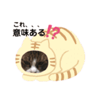 チャチャスタ☆（個別スタンプ：18）