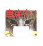 チャチャスタ☆（個別スタンプ：21）