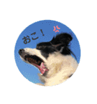 セナ'sスタンプ（個別スタンプ：21）