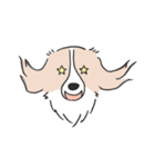 我が家のブランくん（個別スタンプ：12）