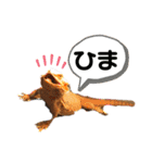 可愛い爬虫類family（個別スタンプ：2）