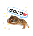 可愛い爬虫類family（個別スタンプ：3）