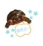 可愛い爬虫類family（個別スタンプ：5）
