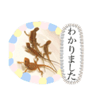 可愛い爬虫類family（個別スタンプ：6）