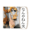 可愛い爬虫類family（個別スタンプ：13）