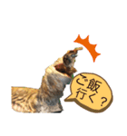 可愛い爬虫類family（個別スタンプ：14）