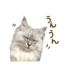 ふわもふ猫のシフォン2（個別スタンプ：4）