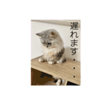 ふわもふ猫のシフォン2（個別スタンプ：6）