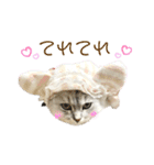 ふわもふ猫のシフォン2（個別スタンプ：30）