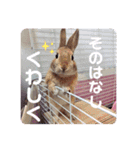 おしゃべりハニーくん（個別スタンプ：1）