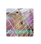 おしゃべりハニーくん（個別スタンプ：4）