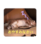 おしゃべりハニーくん（個別スタンプ：7）