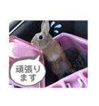 おしゃべりハニーくん（個別スタンプ：9）
