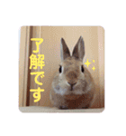 おしゃべりハニーくん（個別スタンプ：11）