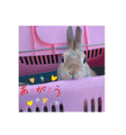 おしゃべりハニーくん（個別スタンプ：12）