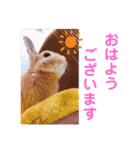 おしゃべりハニーくん（個別スタンプ：13）