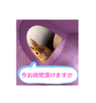 おしゃべりハニーくん（個別スタンプ：14）
