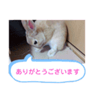 おしゃべりハニーくん（個別スタンプ：16）