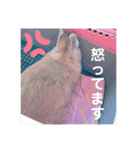 おしゃべりハニーくん（個別スタンプ：19）