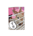 おしゃべりハニーくん（個別スタンプ：23）
