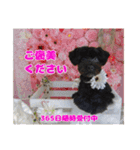 ピース＆ゆきち（個別スタンプ：16）