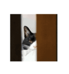渋めなつなかん2（個別スタンプ：16）