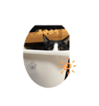 はちわれ猫(   ᷇ᵕ ᷆  )小太郎さん⑶（個別スタンプ：1）