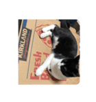 はちわれ猫(   ᷇ᵕ ᷆  )小太郎さん⑶（個別スタンプ：3）