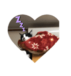 はちわれ猫(   ᷇ᵕ ᷆  )小太郎さん⑶（個別スタンプ：4）