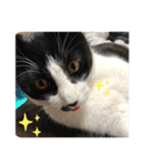はちわれ猫(   ᷇ᵕ ᷆  )小太郎さん⑶（個別スタンプ：5）