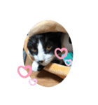 はちわれ猫(   ᷇ᵕ ᷆  )小太郎さん⑶（個別スタンプ：6）